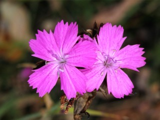 Dianthus carthusianorum, oeillet des Chartreux