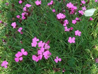 Dianthus carthusianorum, oeillet des Chartreux