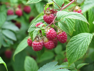 Framboises au jardin