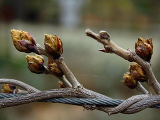Bourgeons de glycine