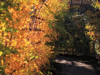 Glycine japonaise - feuillage d'automne