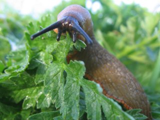 Limace horticole