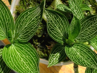 Ludisia discolor 'alba'