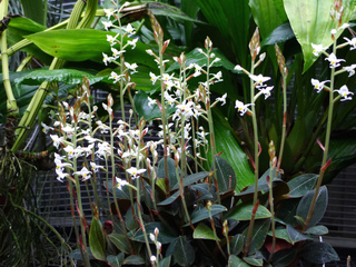 Ludisia discolor var. dawsoniana