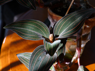 Ludisia discolor, orchidée-bijou