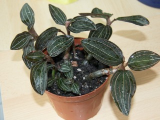 Ludisia discolor