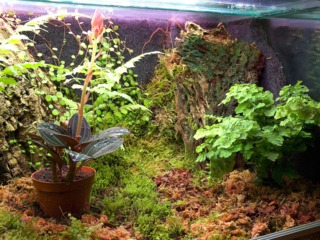 Ludisia discolor dans un terrarium