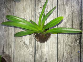 Phragmipedium caudatum