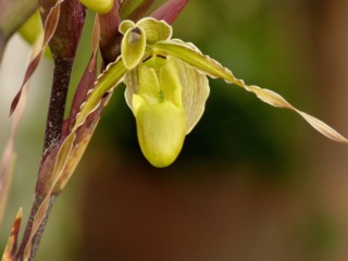 Phragmipedium longifolium