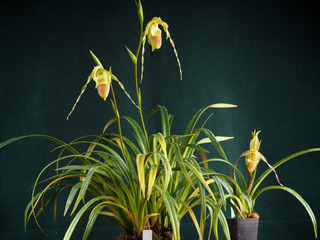 Phragmipedium hirtzii (gauche) et P. longifolium (droite)