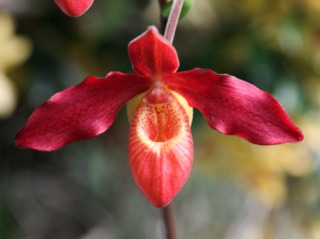 Phragmipedium