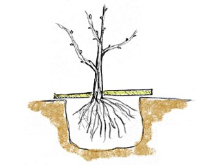 Plantation au niveau du point de greffe