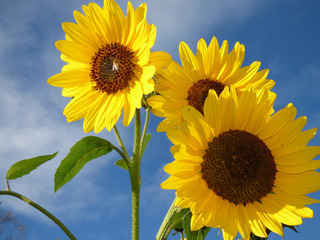 Tournesol - Helianthus annuus