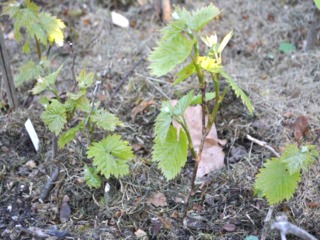 Bouture de vigne un mois après le bouturage
