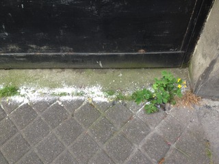Bicarbonate sur des adventices devant un garage