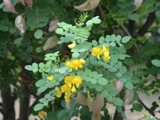 Colutea arborescens, baguenaudier