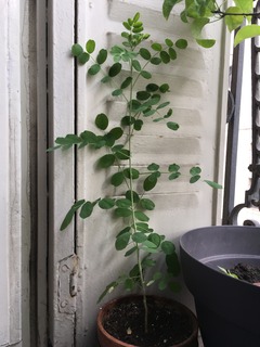 Colutea arborescens : jeune plant issu de semis