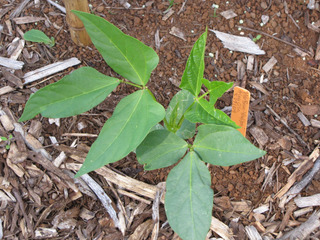 Jeune plant de dolique