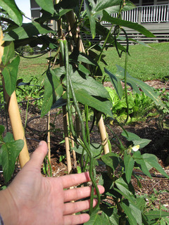 Haricot dolique, Vigna unguiculata subsp. sesquipedalis