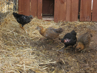 Poules