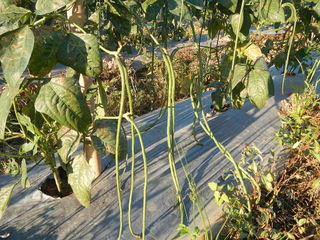 Haricot dolique, Vigna unguiculata subsp. sesquipedalis