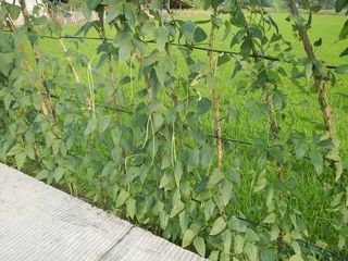 Haricot dolique, Vigna unguiculata subsp. sesquipedalis