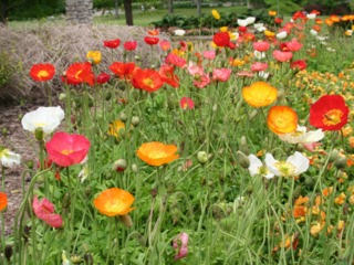 Papaver nudicaule