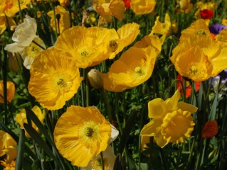 Pavot d'Islande, Papaver nudicaule