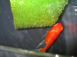 Poisson malade