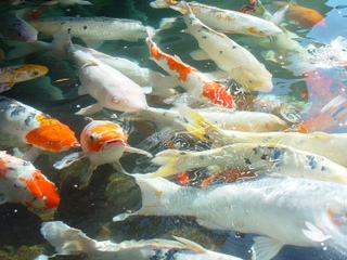 Nombreux poissons dans un bassin