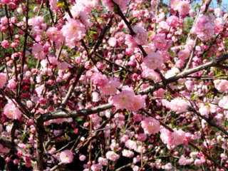 Prunus triloba, amandier de Chine
