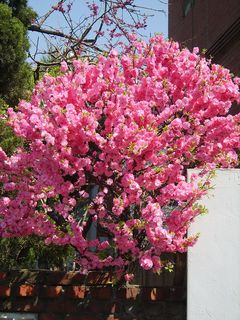 Prunus triloba var truncata