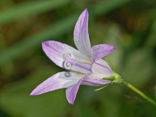 Campanula rapunculus - Raiponce