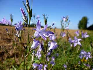 Campanula rapunculus - Raiponce