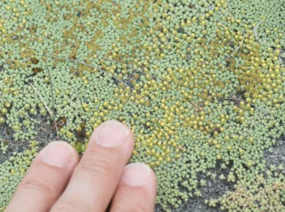 Raoulia australis en fleurs