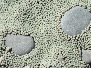 Raoulia australis