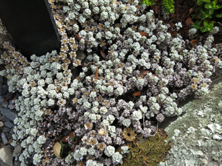 Raouilia hookeri