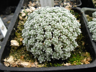Raoulia x petremia 'Margaret Pringle'
