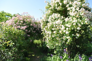 Rosiers pleureurs
