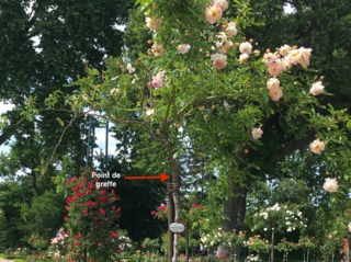 Rosier 'Ghislaine de Féligonde' : point de greffe