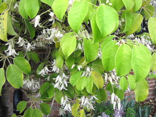 Stauntonia hexaphylla