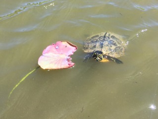 Tortue de Floride - parc de Bagatelle (Paris)