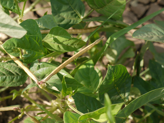 Vigna unguiculata subsp. cylindrica, haricot mongette