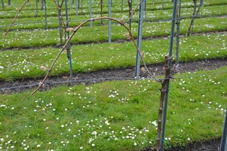 Arcure sur vigne