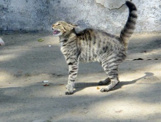 Chat agressif