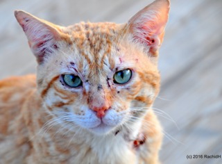 Chat bagarreur