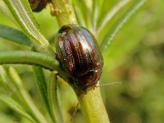 Chrysolina americana - Chrysomèle du romarin