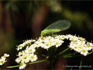 Chrysope butinant une fleur d'ombellifère