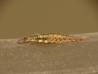 Larve de chrysope