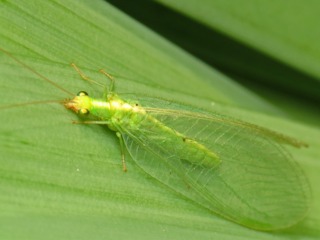 Chrysoperla carnea, chrysope commune